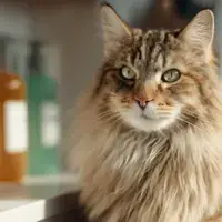 Грумінг для кота вдома: які інструменти реально потрібні